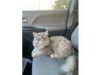 Adopt Ginger a Tan or Fawn Domestic Longhair / Mixed (long coat) cat in