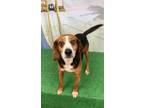 Adopt Kirby a Tricolor (Tan/Brown & Black & White) Beagle / Mixed dog in