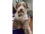 Adopt Ollie a Tan/Yellow/Fawn - with White Shih Tzu / Terrier (Unknown Type