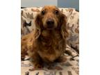 Adopt Maisie a Dachshund / Mixed dog in Weston, FL (41570428)