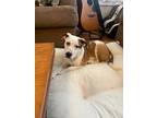 Adopt Olivia a Boxer / Labrador Retriever / Mixed dog in Unionville