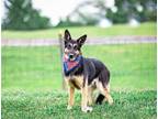 Adopt Kobe a Black - with Tan, Yellow or Fawn German Shepherd Dog / Mixed dog in
