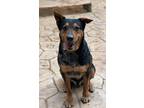 Adopt Tyson a Black - with Tan, Yellow or Fawn Australian Cattle Dog / Mixed dog