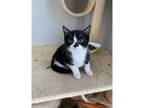 Adopt Jameson a Domestic Shorthair / Mixed cat in Kalamazoo, MI (41566786)