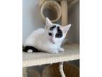 Adopt Maeve a Domestic Shorthair / Mixed cat in Kalamazoo, MI (41566785)