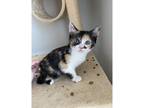 Adopt Erin a Domestic Shorthair / Mixed cat in Kalamazoo, MI (41566783)