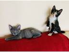 Adopt Sophia a Calico or Dilute Calico American Shorthair (medium coat) cat in