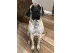 Adopt Maggie a Mastiff dog in Windsor, CO (41568933)
