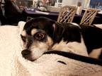 Adopt Bella a Black - with White Rat Terrier / Pug / Mixed dog in Saint Paul