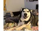 Adopt Loki a Black - with White Husky / Mixed dog in Blacksburg, SC (41570060)