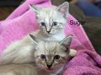 Adopt Sugar - Cookie Litter a Siamese cat in Anthem, AZ (41570057)