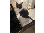 Adopt Milo a Black & White or Tuxedo American Shorthair / Mixed (short coat) cat