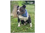 Adopt Cedar a White - with Gray or Silver American Pit Bull Terrier dog in