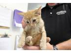 Adopt Cheese Puff a Orange or Red Domestic Shorthair (short coat) cat in