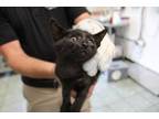 Adopt Black Light a All Black Domestic Shorthair (short coat) cat in
