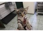 Adopt Mav a Brown or Chocolate Domestic Shorthair (short coat) cat in