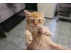 Adopt Goose a Orange or Red Domestic Shorthair (short coat) cat in Weatherford