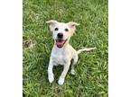 Adopt Largo a White Labrador Retriever / Mixed dog in Hollywood, FL (41544421)