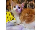 Adopt Chester a Orange or Red (Mostly) Domestic Mediumhair (medium coat) cat in