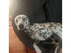 Adopt Bruno a Black - with White Dalmatian / Dalmatian / Mixed dog in San Jose