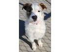 Adopt Trey a White - with Brown or Chocolate Terrier (Unknown Type