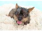 Adopt Rollo a Cairn Terrier / Mixed dog in League City, TX (41570027)