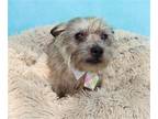 Adopt Albus a Cairn Terrier / Mixed dog in League City, TX (41570026)