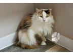 Adopt Patches a Calico or Dilute Calico Domestic Longhair (long coat) cat in