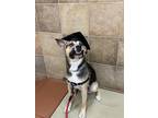 Adopt Maddy a Black - with Tan, Yellow or Fawn German Shepherd Dog / Mixed dog