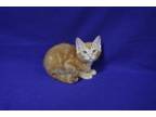 Adopt Mango a Orange or Red Tabby Domestic Shorthair (short coat) cat in