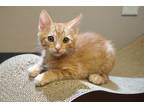 Adopt Copper Hans a Orange or Red Tabby Domestic Shorthair (short coat) cat in