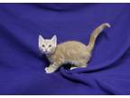 Adopt Oak a Cream or Ivory Domestic Shorthair (short coat) cat in Fountain