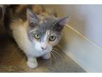 Adopt Delilah Dee a Calico or Dilute Calico Domestic Shorthair (short coat) cat