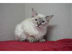 Adopt Willow Wind a White (Mostly) Domestic Mediumhair (medium coat) cat in