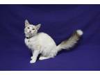 Adopt Arianna a White (Mostly) Domestic Mediumhair (medium coat) cat in Fountain