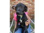 Adopt Jasmine a Black Labrador Retriever / Mixed dog in Granbury, TX (41537480)