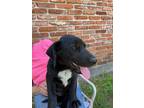 Adopt Jet a Black Labrador Retriever / Mixed dog in Granbury, TX (41537502)