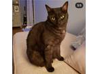 Adopt Tela a Black & White or Tuxedo American Shorthair / Mixed (short coat) cat