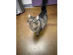 Adopt Crybaby a Domestic Mediumhair / Mixed cat in Albuquerque, NM (41569849)