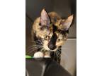 Adopt Fancy a Domestic Shorthair / Mixed cat in Albuquerque, NM (41567179)