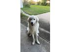 Adopt Bucky a White Great Pyrenees / Mixed dog in Corpus Christi, TX (41569661)