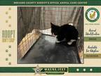 Adopt Stray a Domestic Shorthair / Mixed cat in Melbourne, FL (41569847)