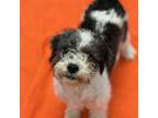 Adopt Puppies, Medium Breed! a White - with Black Poodle (Miniature) / Mixed dog