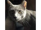 Adopt Gilligan a Gray or Blue Domestic Shorthair / Mixed (short coat) cat in