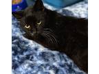 Adopt Funkycolemadina a Domestic Shorthair / Mixed cat in Paris, KY (41569843)
