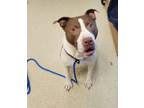 Adopt Titan a American Staffordshire Terrier, Mixed Breed