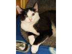 Adopt Teddy a Black & White or Tuxedo Domestic Shorthair (short coat) cat in
