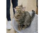 Adopt Carly a Tiger Striped Domestic Shorthair (short coat) cat in Colmar
