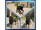 Adopt 18944 a Rottweiler / Mixed dog in Covington, GA (41569812)