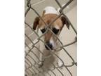 Adopt 18945 a Beagle / Mixed dog in Covington, GA (41569811)
